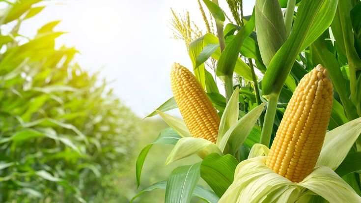 Jagung