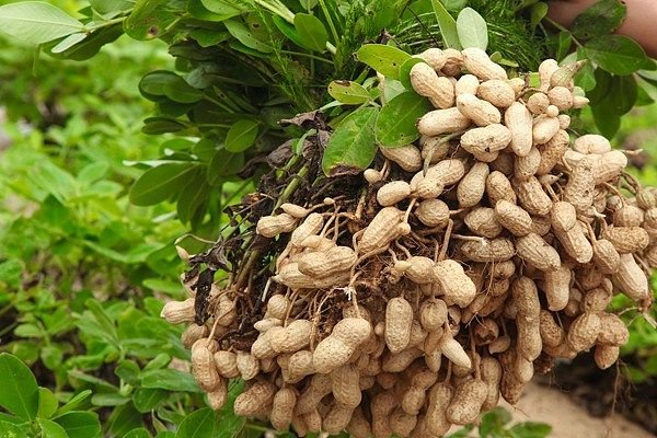 Kacang