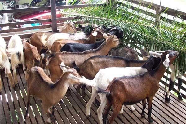 Kambing